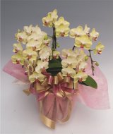 画像: ミディ胡蝶蘭 オーラ(輝き)　5本以上