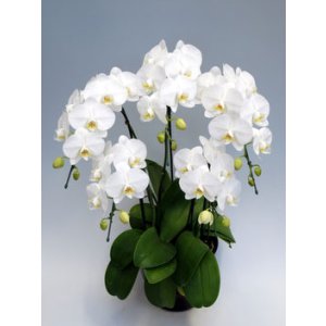 画像: 中輪胡蝶蘭 トゥインクル（輝き）　2本